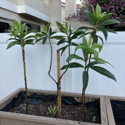 2nd Year Loquat Tree Suckers (takes 2-3 Years To Fruit)