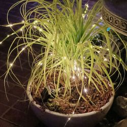 Two Palms Surrounded By Succulents In Shallow And Wide Ceramic Pots - $200 For Both Or $120 Each