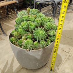 CACTUS $100 NELLIS BLVD AND CHEYENNE AVE 