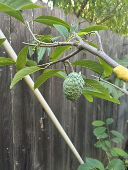 Atemoya Fruit Tree