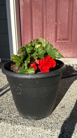 Vibrant Blooming Red Begonia in Patio Planter – Healthy & Well-Rooted!