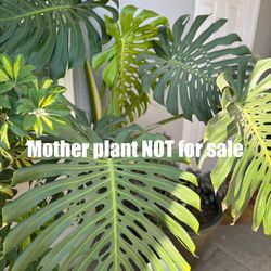 Swiss Cheese Plant 🪴🌿