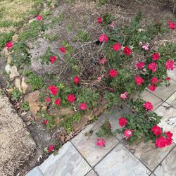 Free Red Double Knockout Rose Bush 