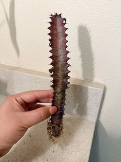 Plant