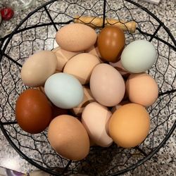 Fresh Fertilized Eggs