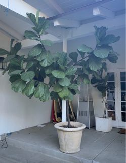 Massive Fiddle Leaf Fig Tree + Premium Planter - OBO