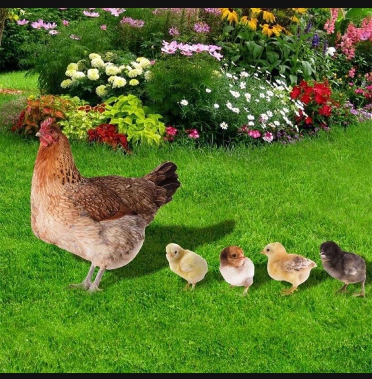 5pcs/set Acrylic Chicken Yard Stakes, Outdoor Garden Decor, Double-Sided UV Print, Rustic Farmhouse Hen & Chicks Lawn Ornaments, Durable Plastic Garde