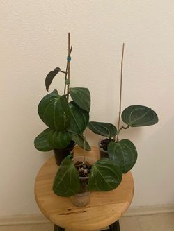 Hoya Latifolia ‘Sarawak’ rooted cutting