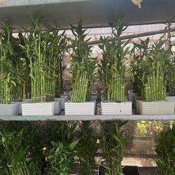 Lucky Bamboo In Ceramic Pot. SPECIAL PRICE 🤩