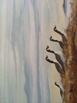 08 Canadian Geese