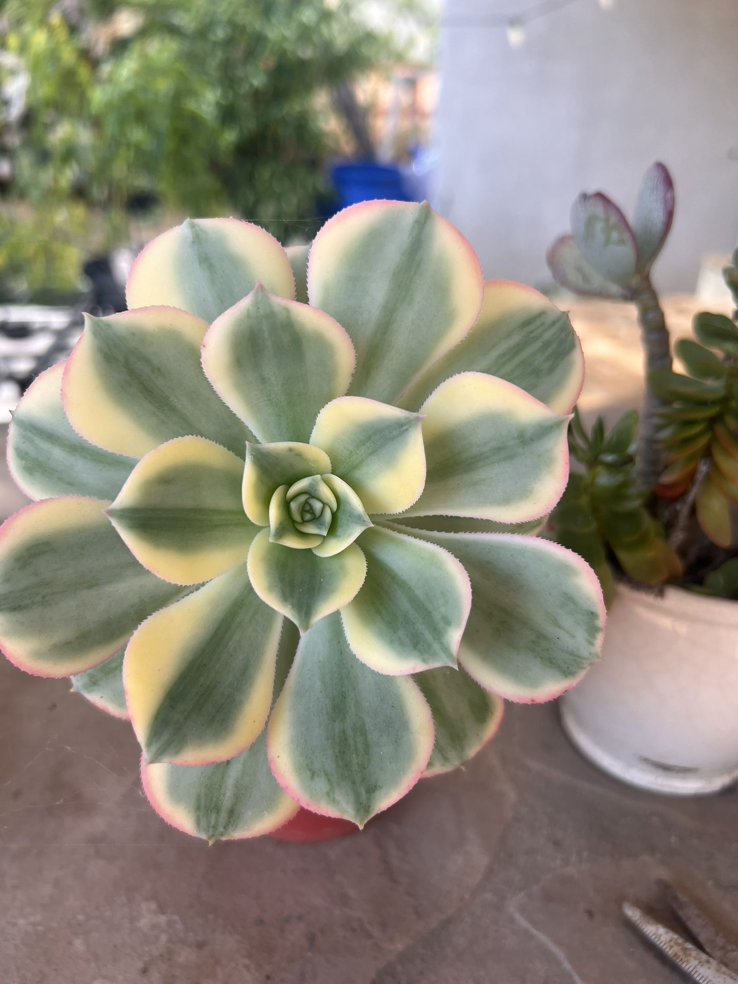 Succulents $4