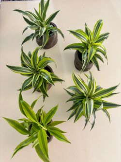 Dracaena 'Lemon Lime' in Matte Brown Pot 🪴