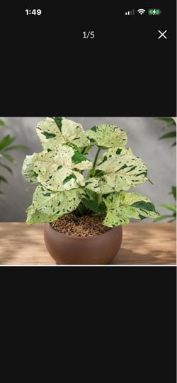 Syngonium Grey Ghost