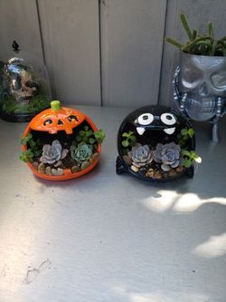 Halloween succulents arrangements