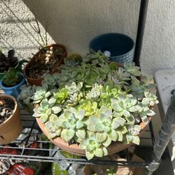 Succulent Arrangement 