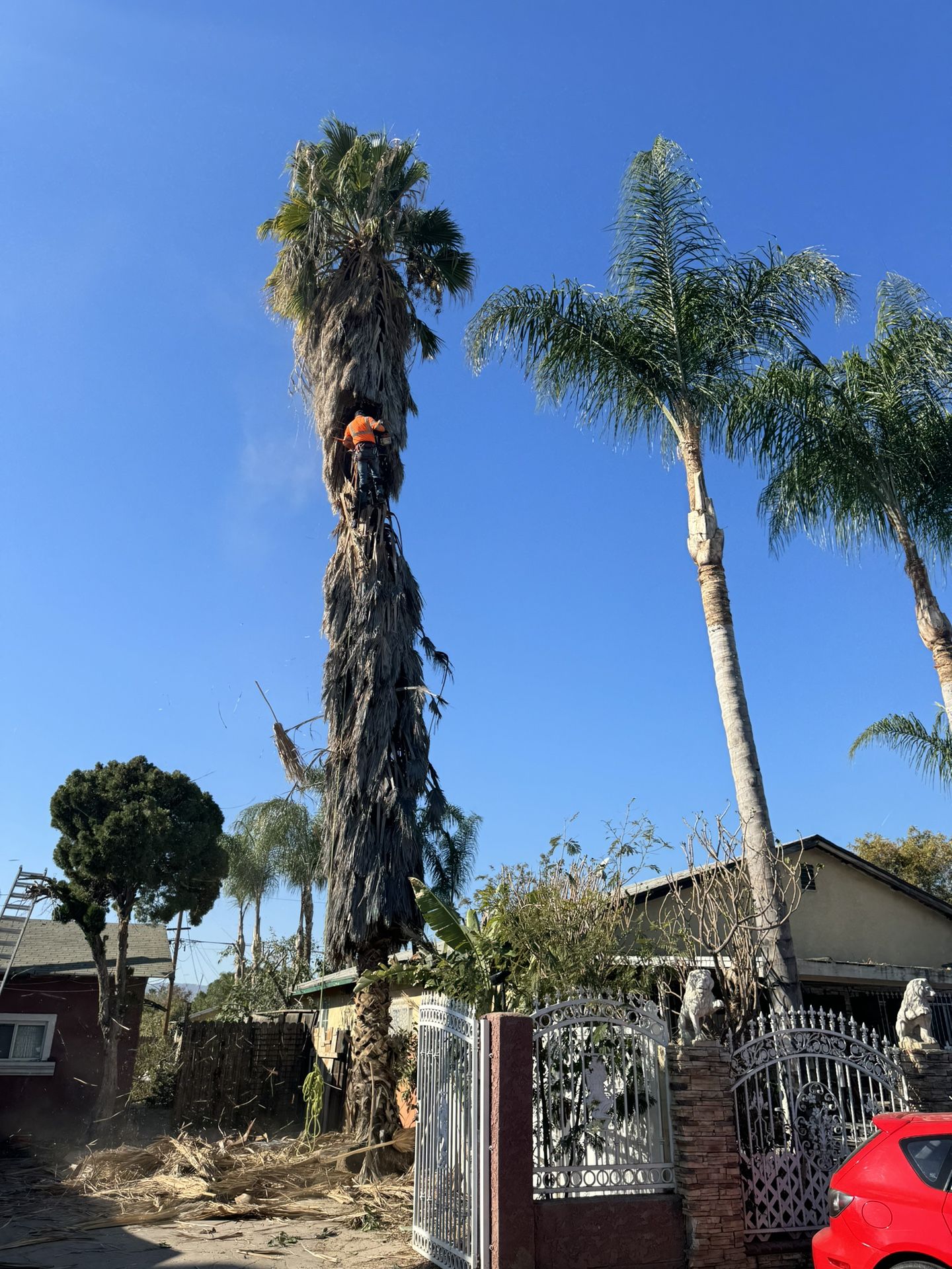 Tree Care 🌲🌴🌳