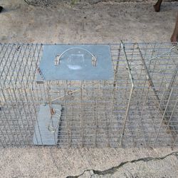 Animal Trap
