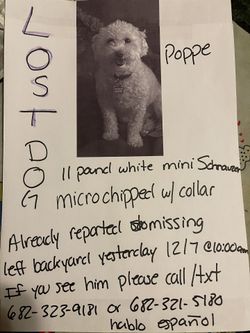 Missing Dog/perro Perdido