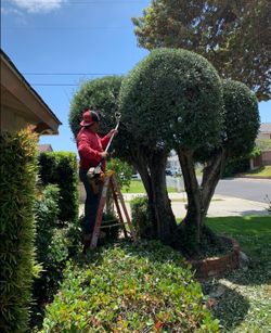 Lawn