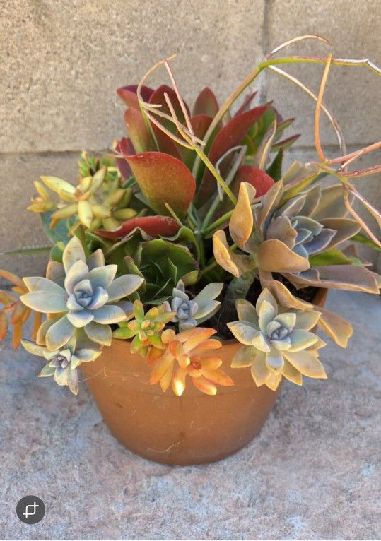 Decoration Suculents Plants Mix