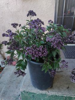 Heliotropum Fragrant Delight Outdoor Plant