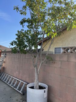 Ficos Tree 🌳 14 Feet Tall $100