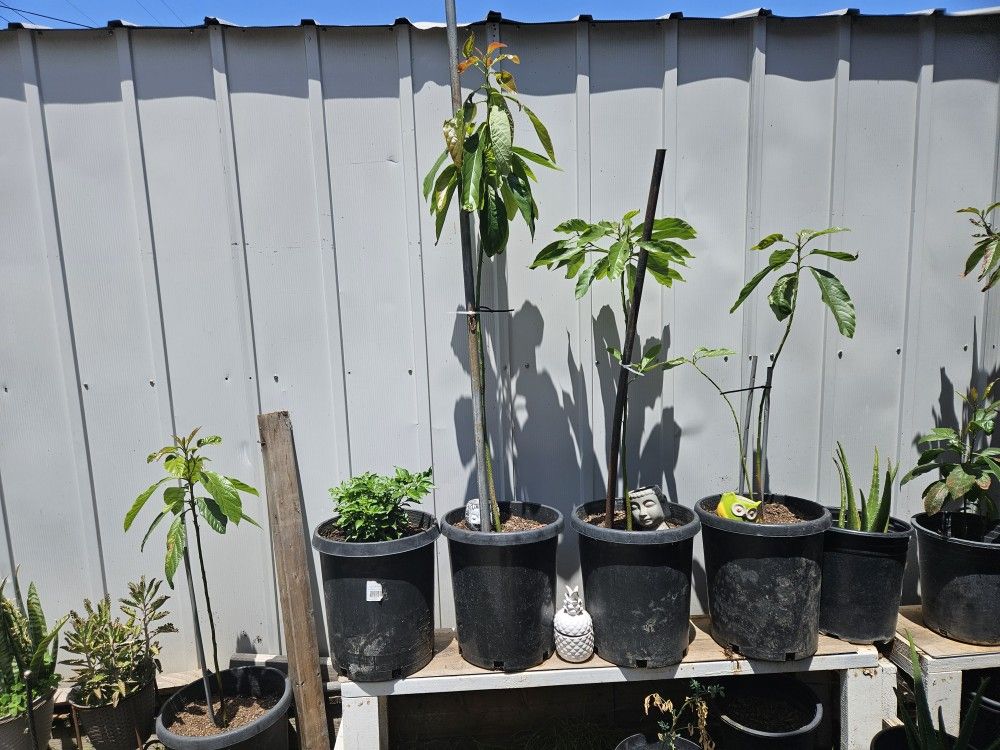 Plantas De Agucate