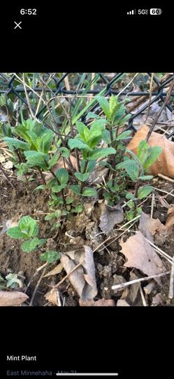 Mint plants