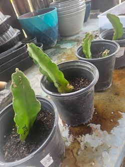 Rooted Suriya Dragonfruit
