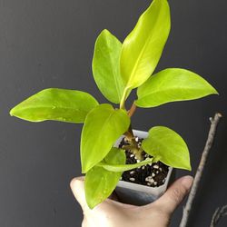 ✨Lemon Lime | Philodendron ✨