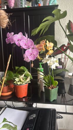 Orchids