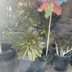 Plants With Less Water