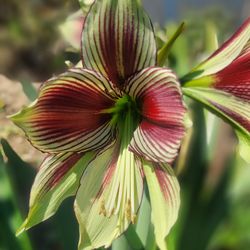 Azucenas un color muy bonito natural