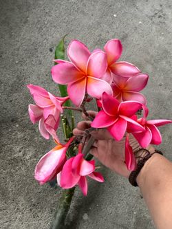 Plumeria cutting 2 perv 25