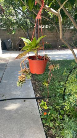 Hanging Plant 