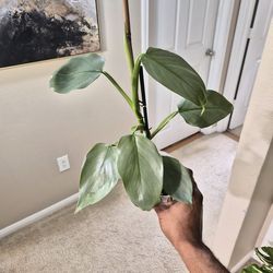 Philodendron Silver Sword