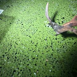 Giant Duckweed And Salvinia