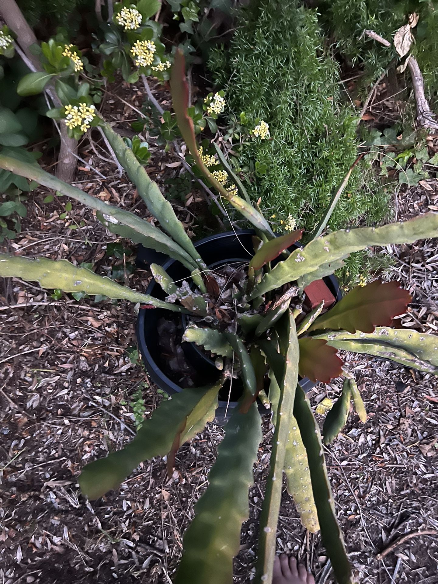 Cactus Orchid