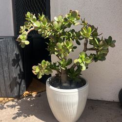 Potted Jade Plant 