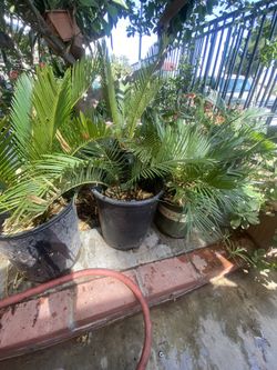Sago Palms