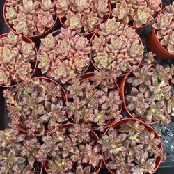 Succulent