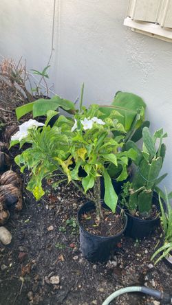 Plantas
