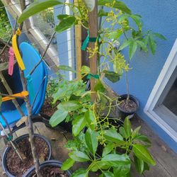Pinkerton Avocado Tree 
