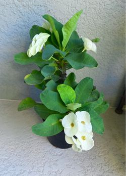 Large flower  crown  of  thorns  plant