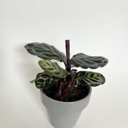 Peacock Medallion Houseplant Arrangement