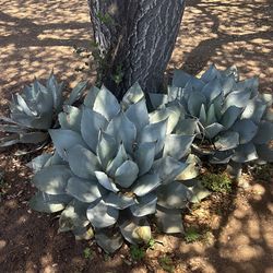 3 AGAVE PLANTS