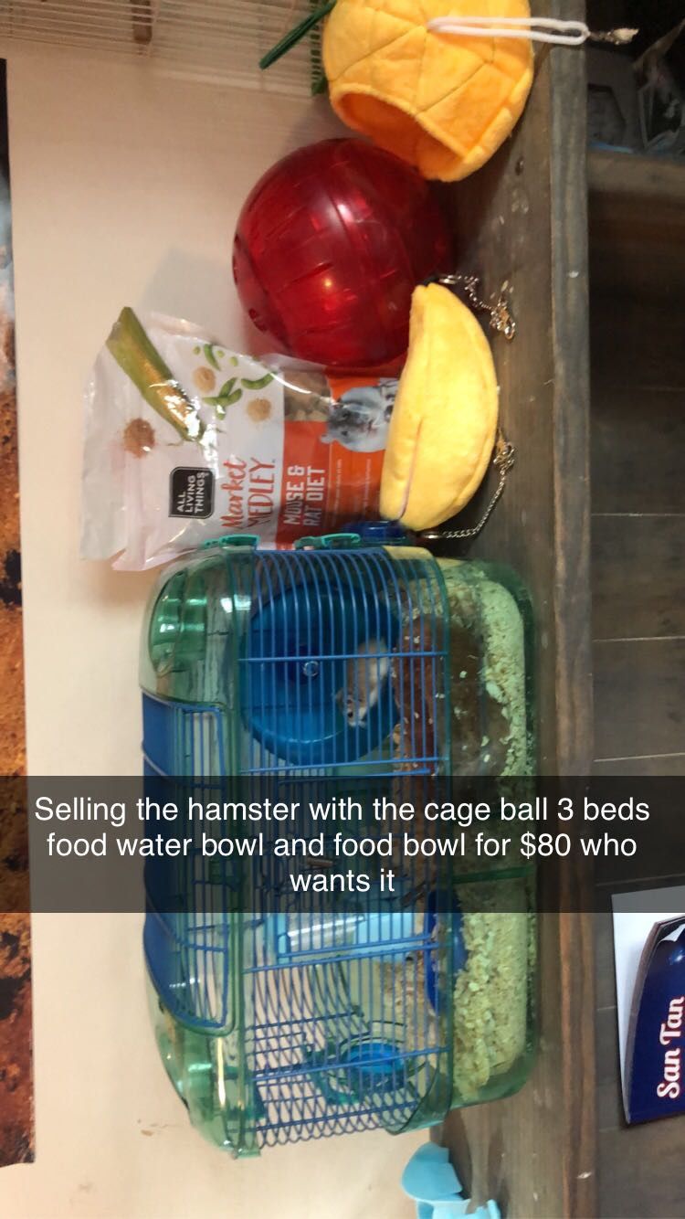 Roborovski Dwarf Hamster
