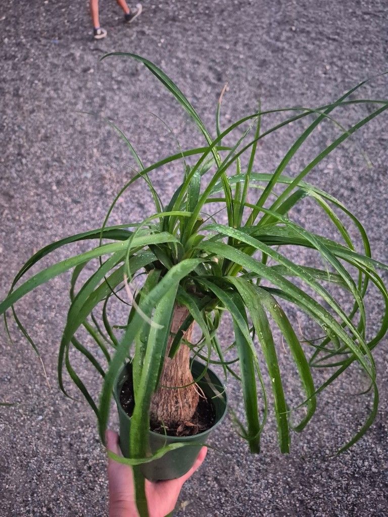 Ponytail Plant 6" Pot 