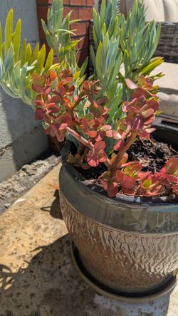 Pots & Succulents & Plants