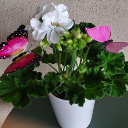Sweet Butterflies & Geranium In Porcelain Pot
